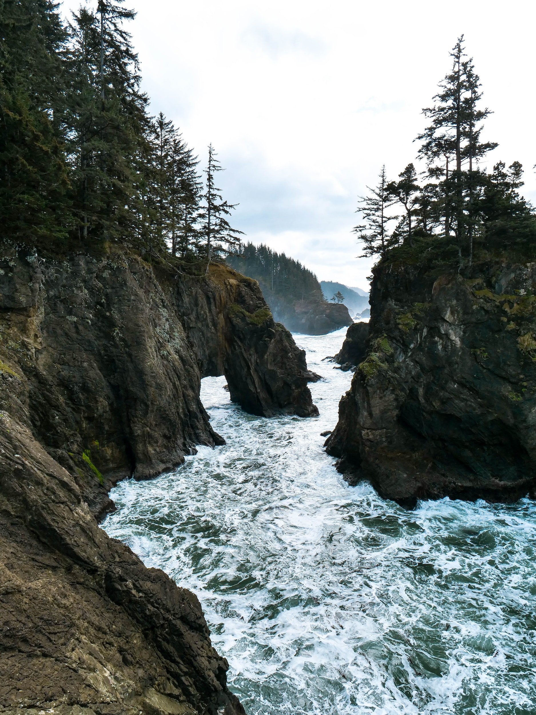 foggy trees and cliffs over ocean