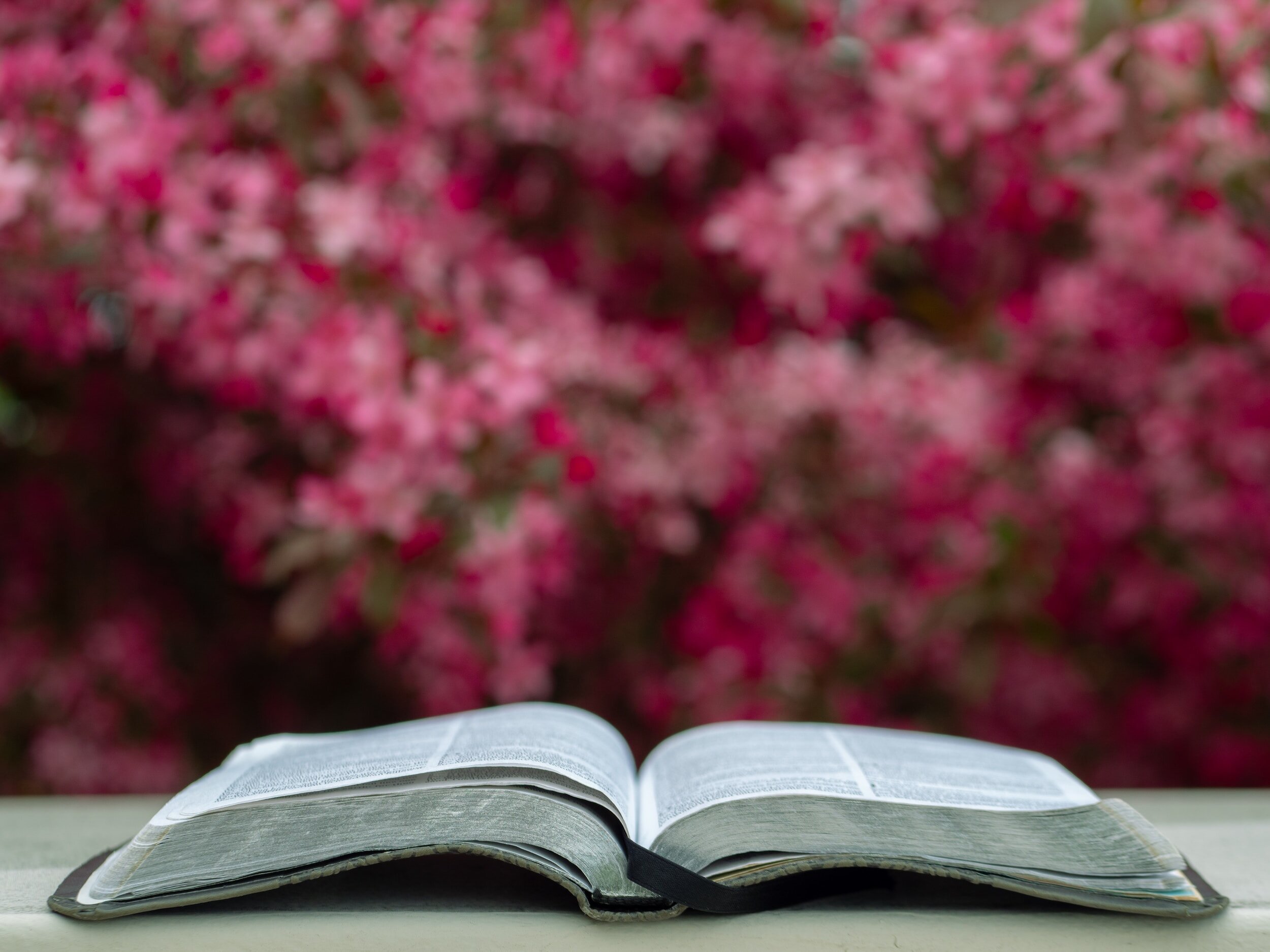 bible and flowers