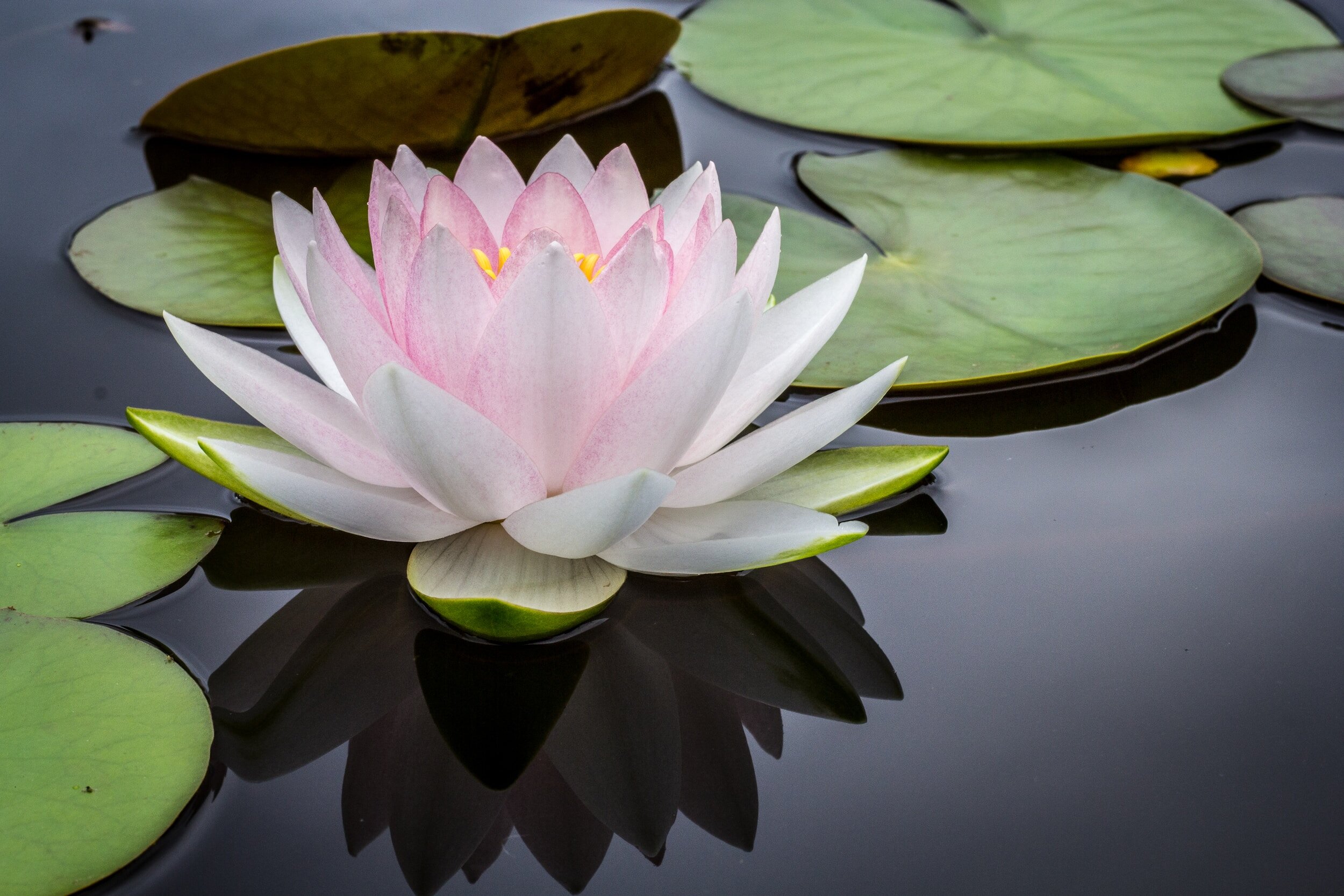 Lily on pond