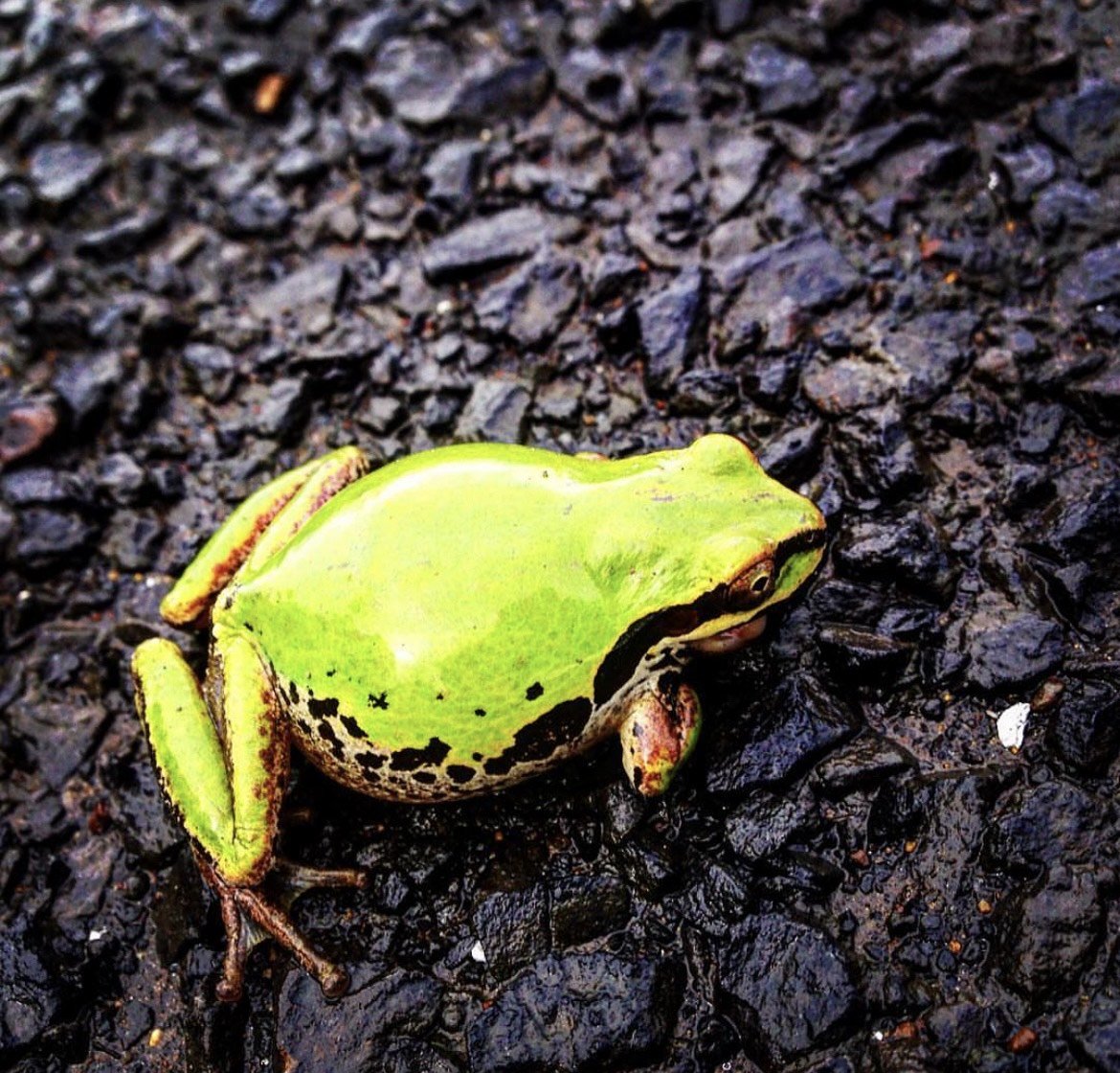 green frog pacific northwest Albany Oregon